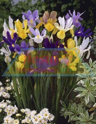 Dutch Iris Mixed.jpg